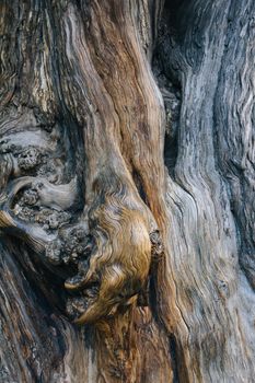 old Cypress in temple of heaven,Beijing
