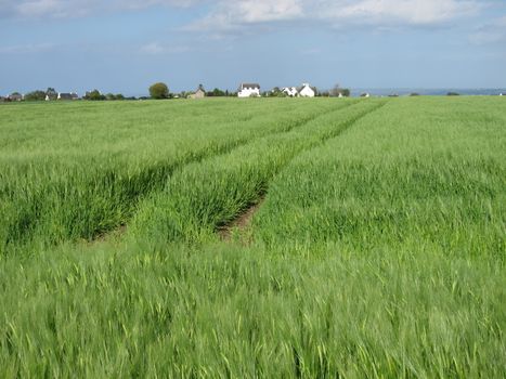 Rye field