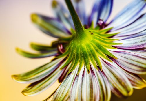 Purple flower, back view.