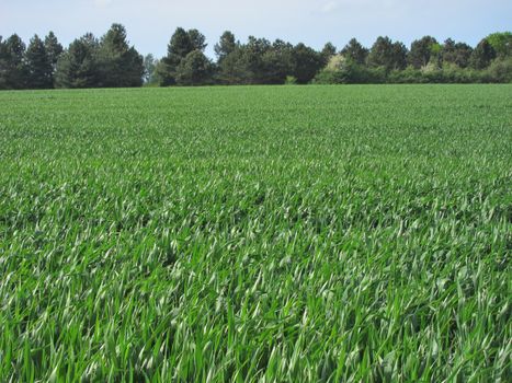 Wheat field