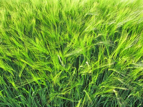 Green rye