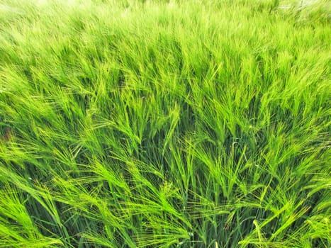 Green rye