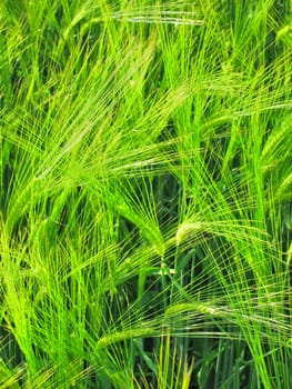 Green rye