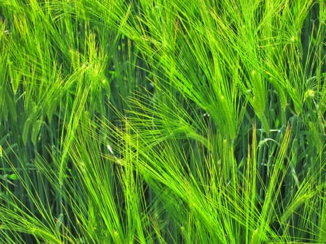 Green rye