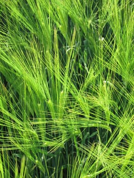 Green rye