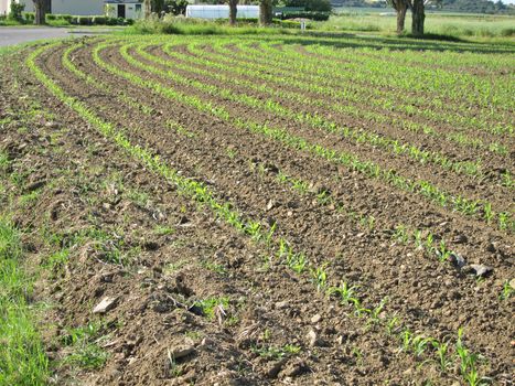 Corn  field in  Spring