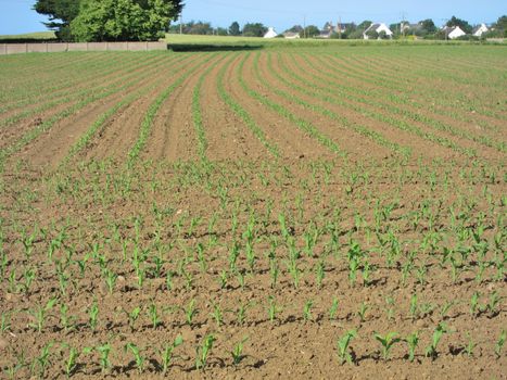 Corn  field in  Spring