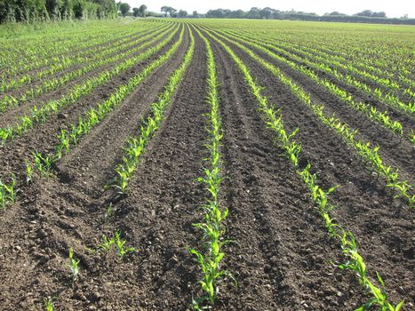 Corn  field in  Spring