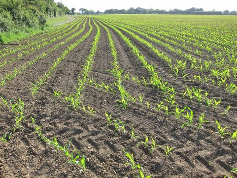 Corn  field in  Spring