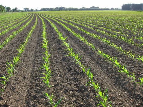 Corn  field in  Spring