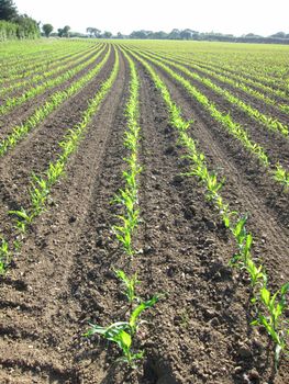 Corn  field in  Spring