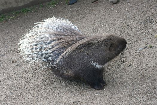 Porcupine (Hystricidae) is a rodent with quills