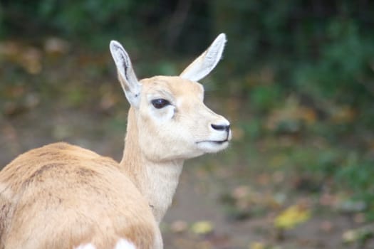 Detail of a female blackbuck antelope (Antilope cervicapra)