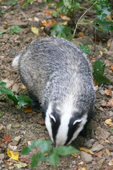 A badger (Melina) in the wild 