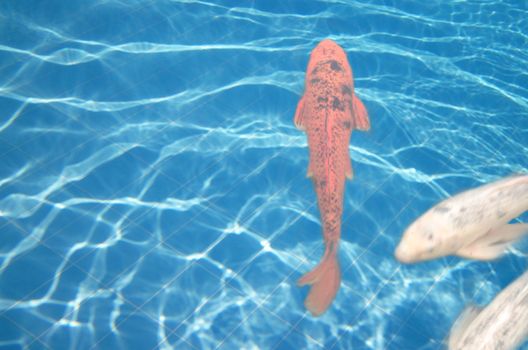 Red Koy, Koi Carp, fish in a pond with very blue water