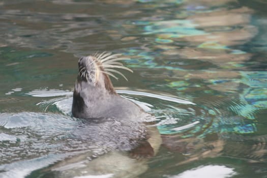 Detail view of a floating seal (Phoca vitulina) 