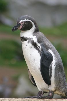 Humboldt penguin (Spheniscus humboldti) seen from the side 