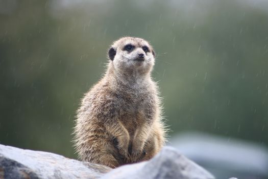 a Meerkat (Suricata suricatta) sitting attentively on a branch