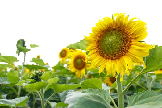 Sunflower isolated background