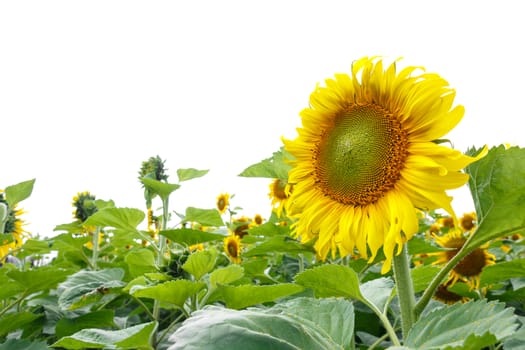 Sunflower isolated background