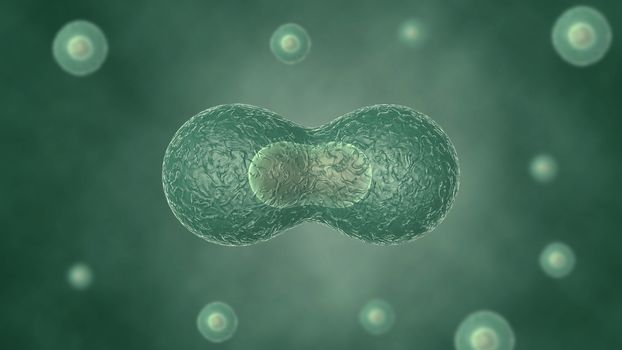 Two cells divide by osmosis, in the background other cells