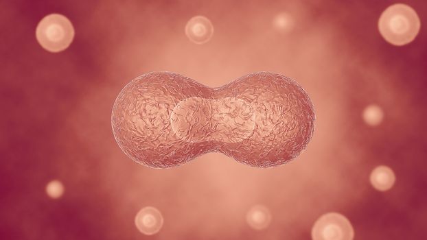 Two cells divide by osmosis, in the background other cells