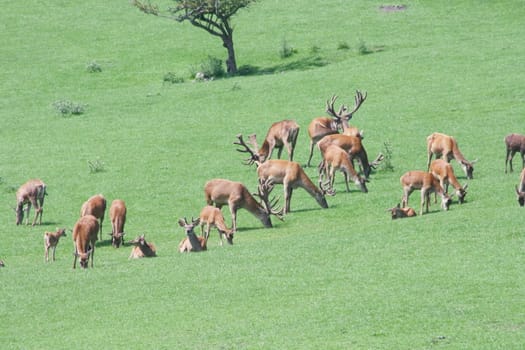 a herd of deer, grazing in