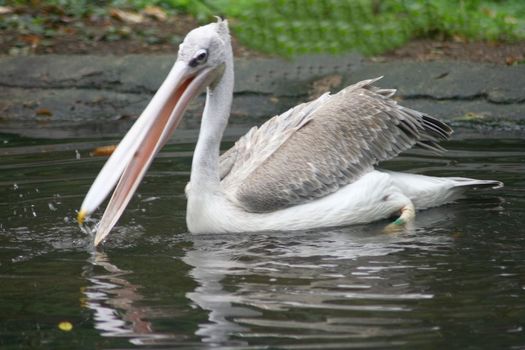 Young white pelican (Pelecanus onocrotalus) in the young bird plumage dress