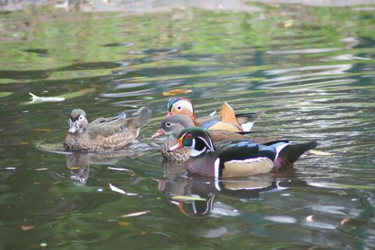 a small community of Mandarin duck (Aix galericulata) and Wood Duck (Aix sponsa)