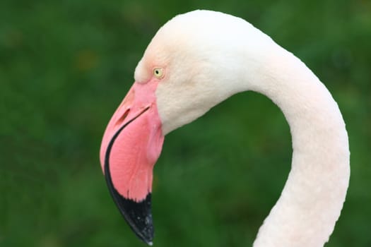 A detailed view of a flamingo (Phoenicopterus ruber) 