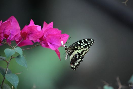 Papilio butterfly on a flower/Ethiopia