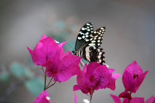 Papilio butterfly on a flower/Ethiopia