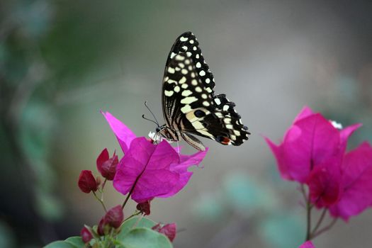 Papilio butterfly on a flower/Ethiopia