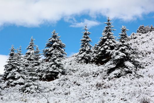 spruce tree winter on slope mountain day time