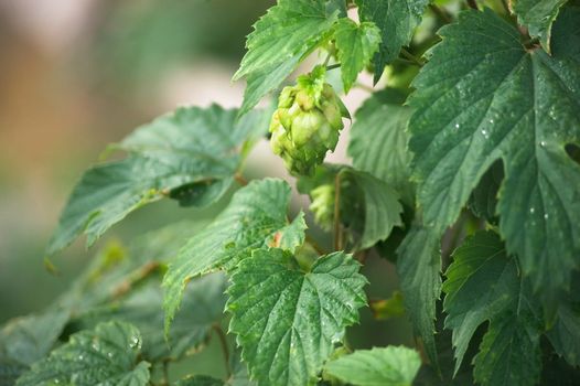 Plant hop with cones in the early morning in the garden