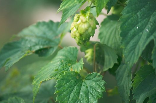 Plant hop with cones in the early morning in the garden