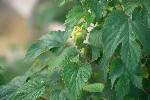 Plant hop with cones in the early morning in the garden