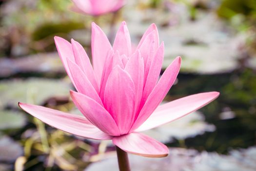 close up pink lotus flower