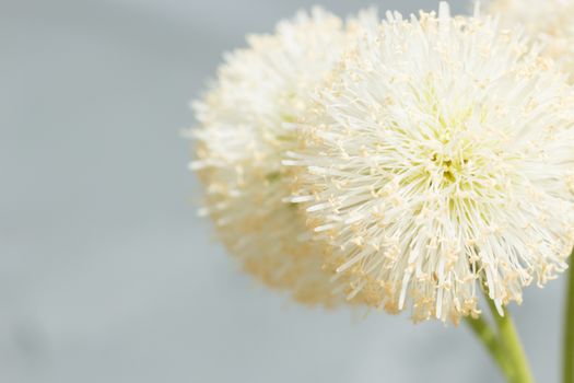 close up natural bush white flower