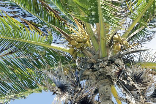 Coconut Tree