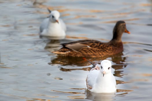 Photo shows a closeup of birds on the river.