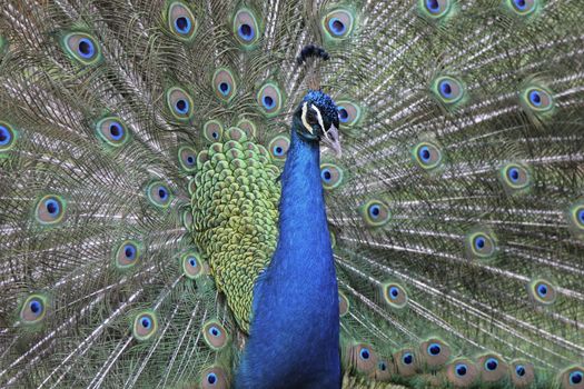 Peacok Male Close