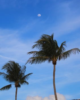 Palm Trees with a Blue Sky and the Moon