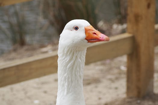 Close up of a White goose with intense stare