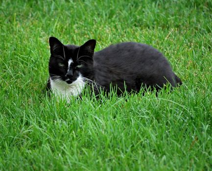 Cat sitting in grass outdoors.