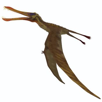 Anhanguera is a pterosaur dinosaur which ate fish during the Cretaceous Period of Brazil.