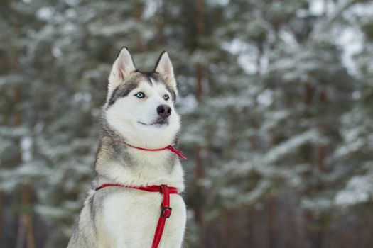 Siberian Husky walks in winter day.