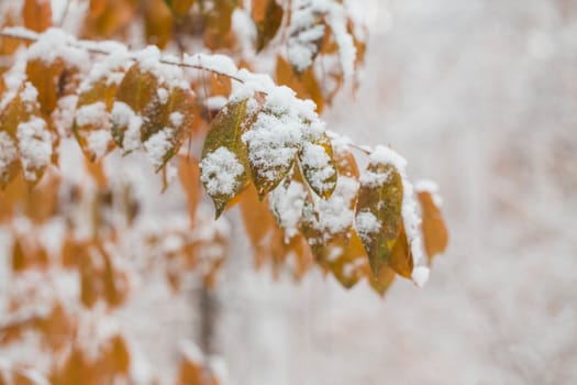 Yellow leaves covered with snow in winter.