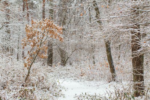 Oak grows in coniferous forest. Winter.