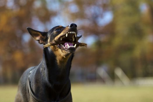 Miniature Pinscher chewing a stick.